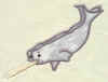 Narwhal5x7ver2.jpg (16455 bytes)